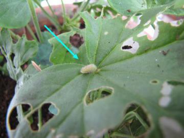 Comme apprendre que dans la personne les parasites vivent